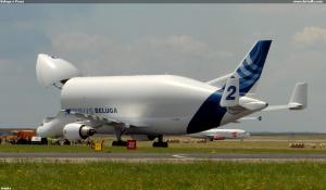 Beluga v Praze