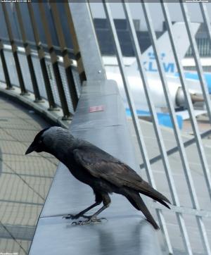 Jackdaw and KLM MD-11